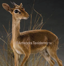sm antelope